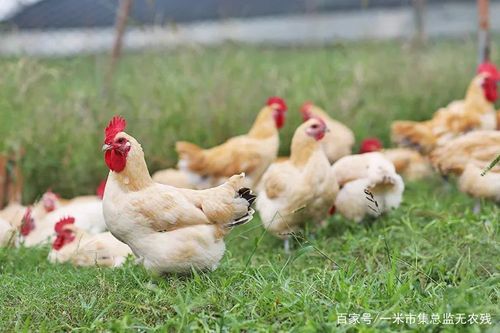 饲养鸡跟土鸡 - 2020年最新商品信息聚合专区 - 爱采购