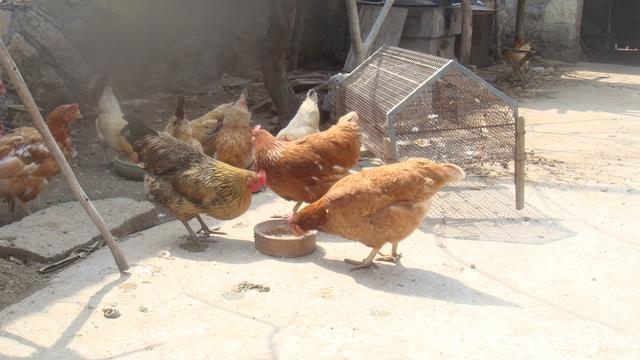 家主人饲养的几只母鸡自由自在的在院子里觅食.