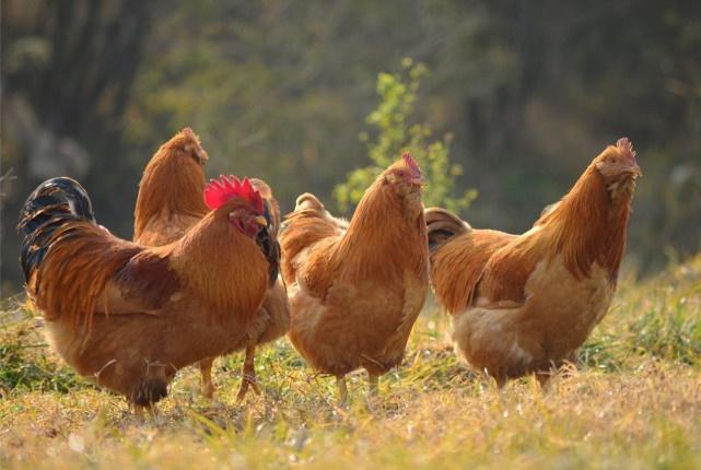 学会这些农村散养鸡技术可减少养殖成本